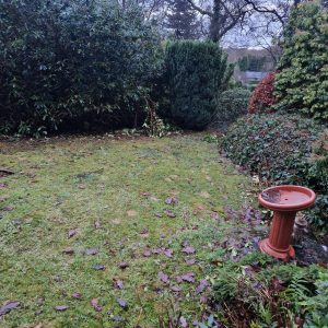 garden leaves damp