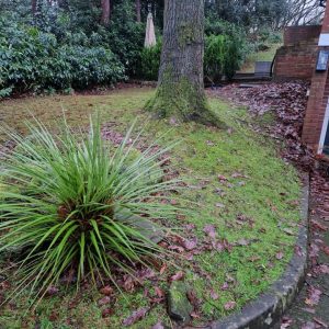 garden beside house
