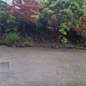 garden plants tree