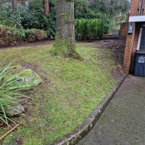 garden beside house
