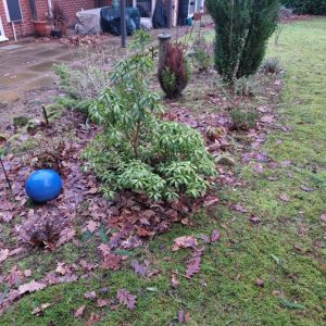 garden leaves to be removed