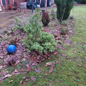 garden leaves to be removed