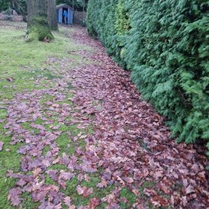 leaves in garden