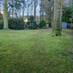 grass and trees to be maintained