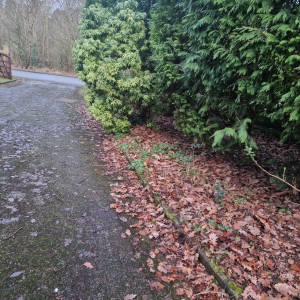 hedge and leaves on lane