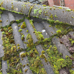 moss on roof tiles