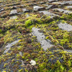 roof dirty and moss