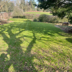 grass and tree shadow clean maintained green garden